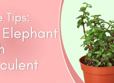 The Elephant Bush Succulent Care Tips!