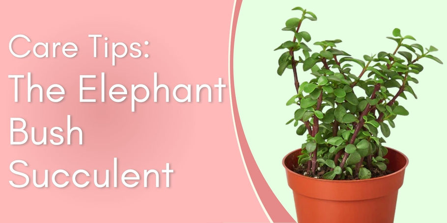 The Elephant Bush Succulent Care Tips!