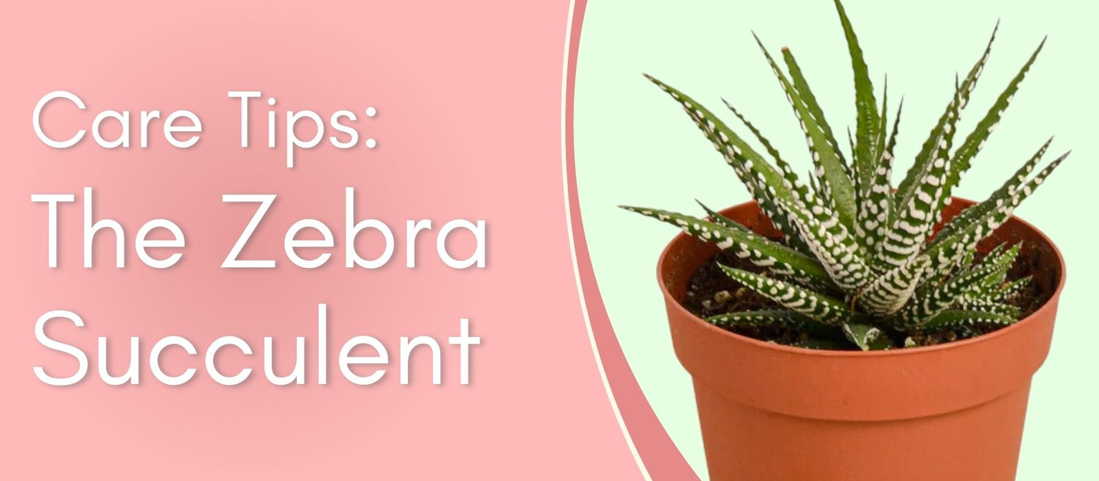 The Zebra Succulent Care Tips!