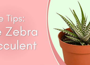 The Zebra Succulent Care Tips!