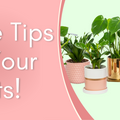 Care Tips For Your Plants!