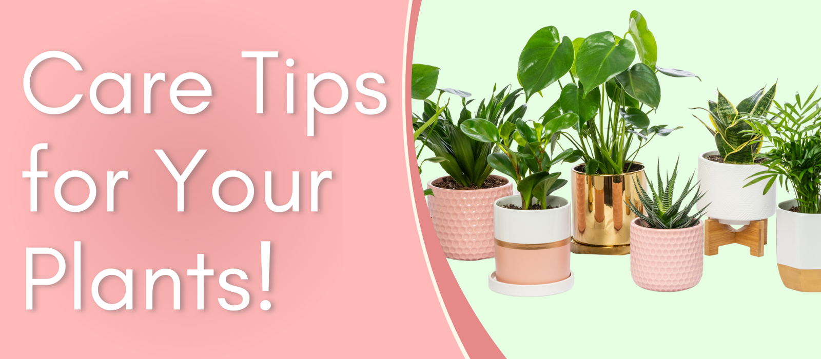 Care Tips For Your Plants!