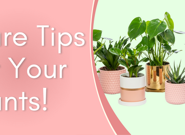 Care Tips for Your Plants!
