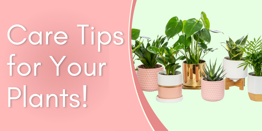 Care Tips for Your Plants!