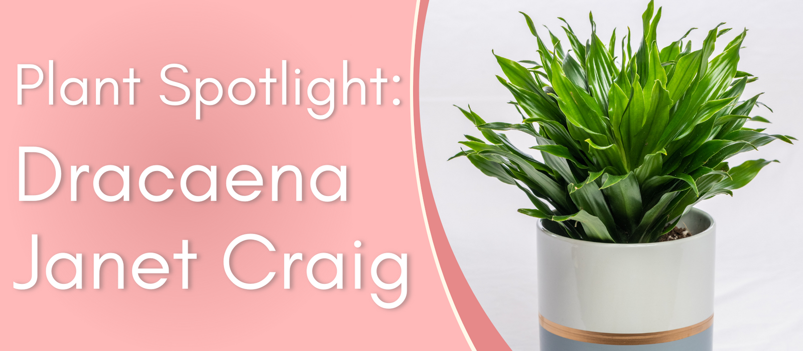 Plant Spotlight: Dracaena Janet Craig