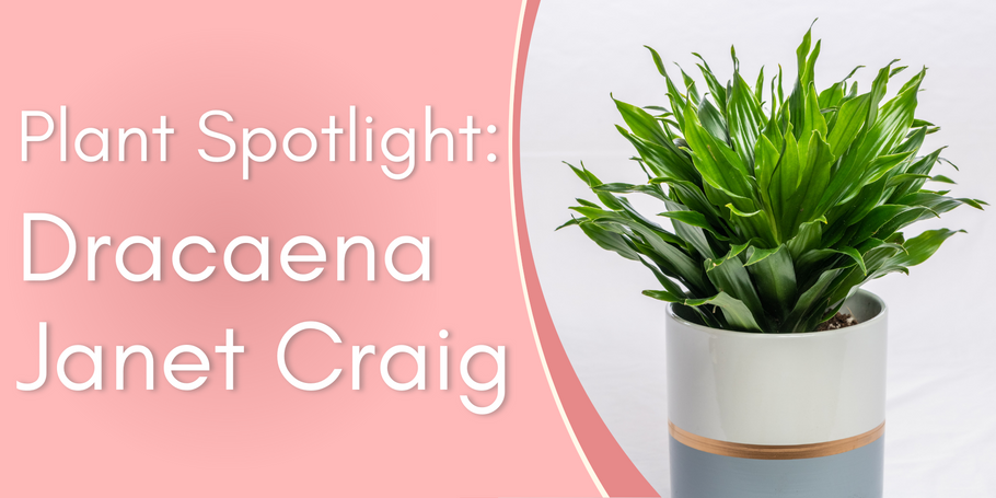Plant Spotlight: Dracaena Janet Craig