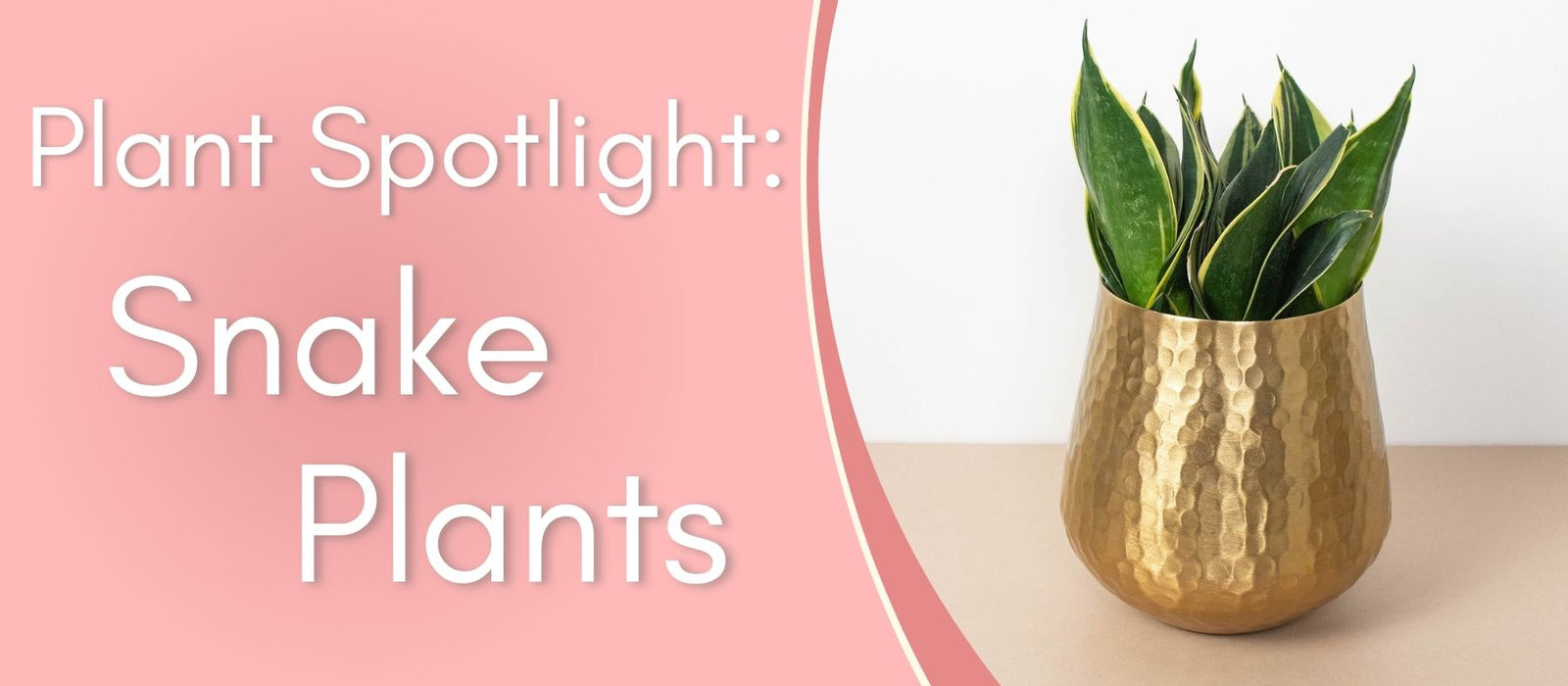 Plant Spotlight: Snake Plants