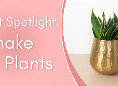 Plant Spotlight: Snake Plants