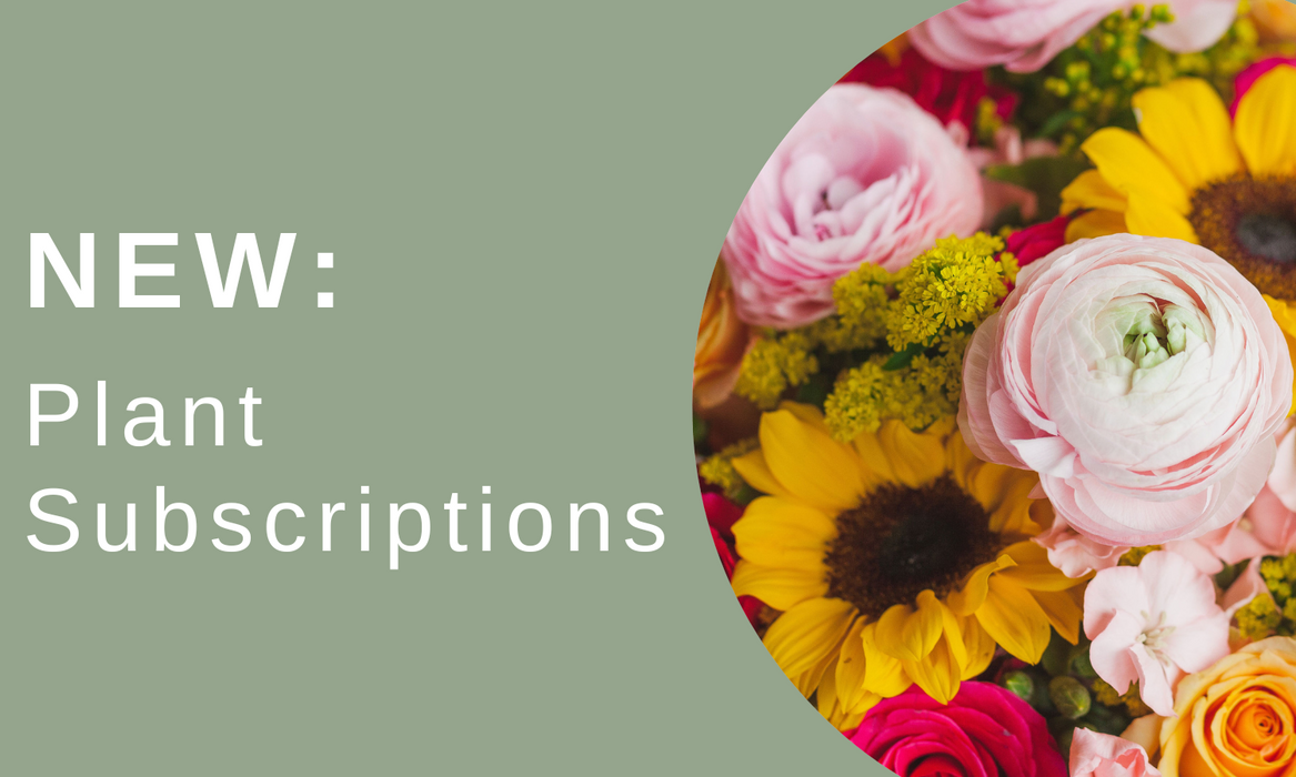 Our new Plant Subscriptions