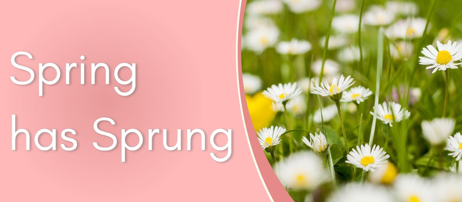 Spring has Sprung