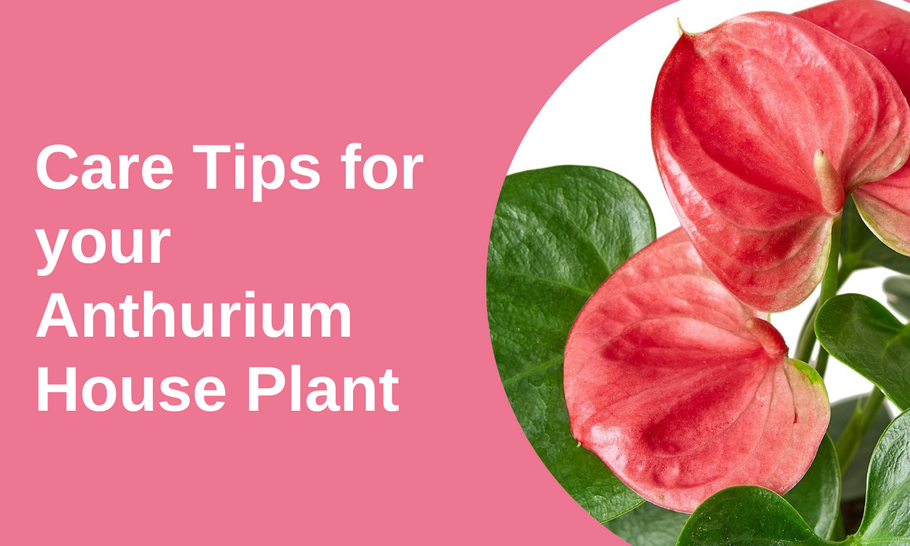 The Ultimate Guide to Caring for Your Anthurium