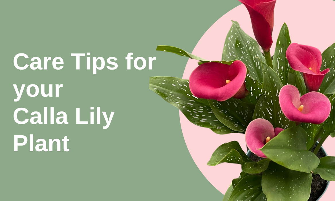 Care Tips for Your Callas: The Ideal Indoor / Outdoor Plant written...