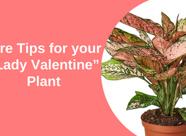 The Lady Valentine: Make Her Thrive