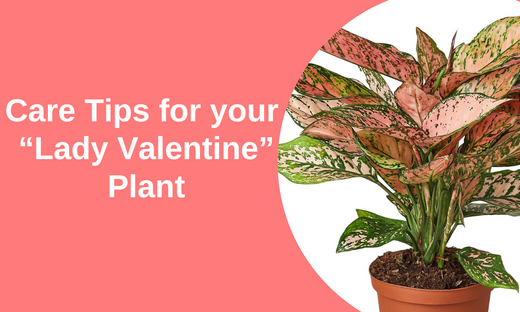 The Lady Valentine: Make Her Thrive