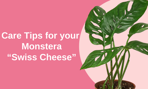 Swiss Cheese (*not the eating kind😊): How to Care for it!