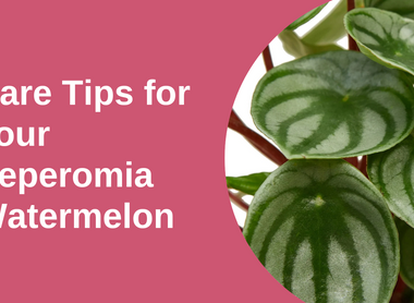 Plant Care Tips: Peperomia Watermelon