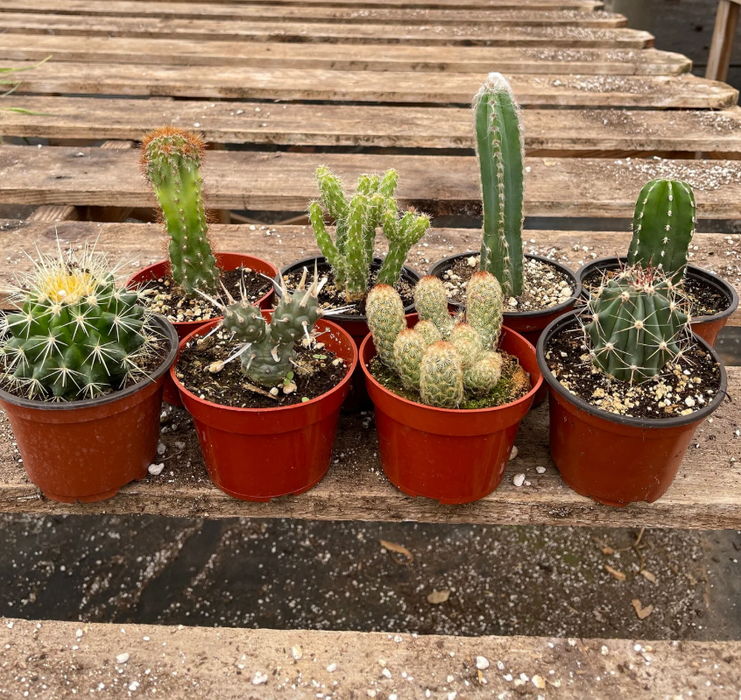 Pet-Friendly Houseplants: Which Plants Are Safe for Cats and Dogs?