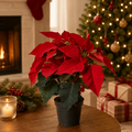 Traditional Christmas Flowers and Plants: Meanings, Care, and Pet Safety