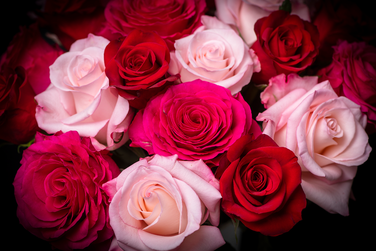 Valentine’s Day Flowers & Plants | ReVased by ReVased