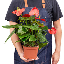 Load image into Gallery viewer, Anthurium &#39;Red&#39;
