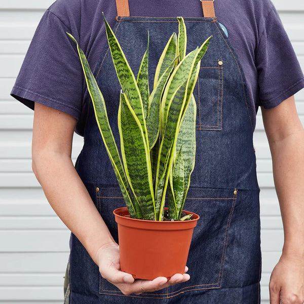 Snake Plant Laurentii - Indoor Plant