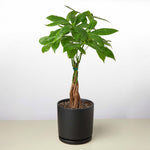 The Money Tree - Indoor House Plant
