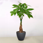 The Money Tree - Indoor House Plant