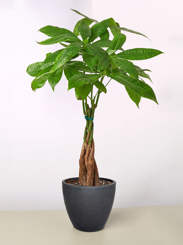 The Money Tree - Indoor House Plant