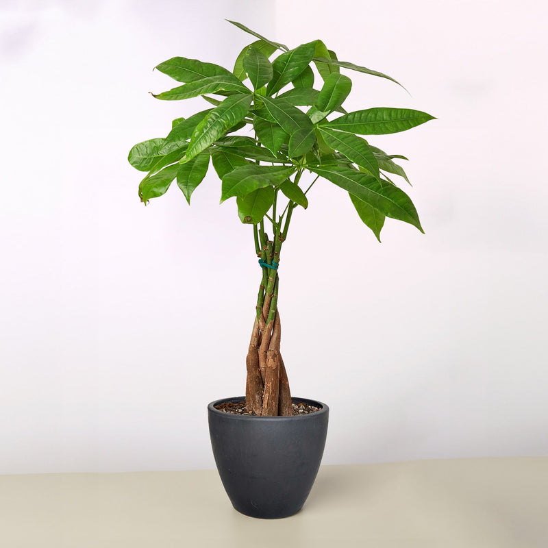 The Money Tree - Indoor House Plant