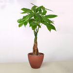 The Money Tree - Indoor House Plant
