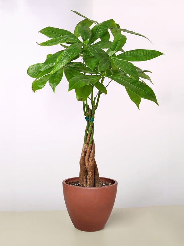 The Money Tree - Indoor House Plant