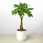 The Money Tree - Indoor House Plant