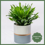 Plant subscription 2