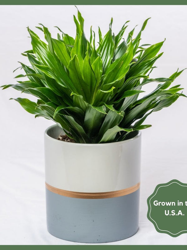 Plant Subscription - 3 Months