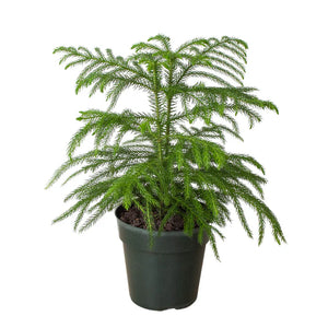 Mini Xmas Tree