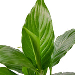 Peace Lily Plant