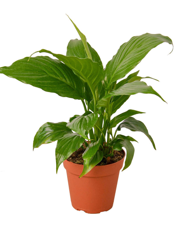 Peace Lily