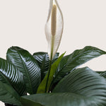 Peace Lily Plant