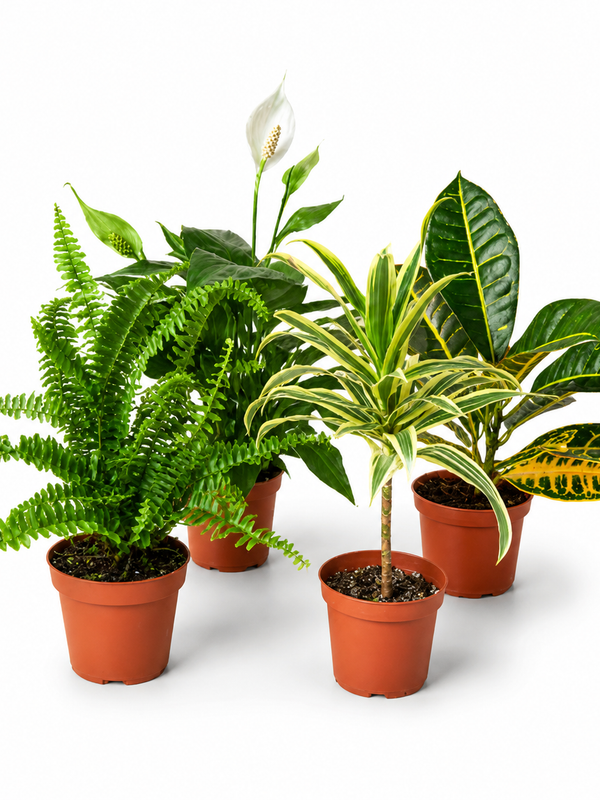 Air Purifying Indoor Plant Pack