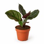 Calathea Ornata - Indoor Plant
