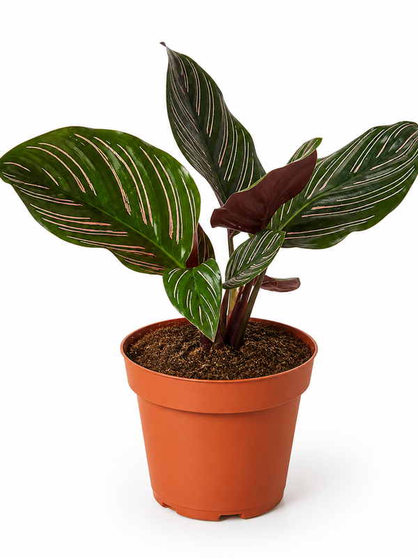 Calathea Ornata - Indoor Plant