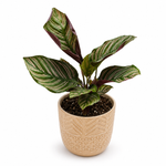 The Gracie - Indoor Plant
