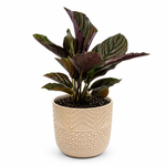 The Gracie - Indoor Plant