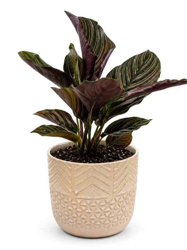 The Gracie - Indoor Plant