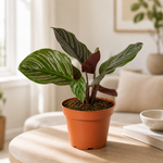 Calathea Ornata - Indoor Plant