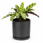 Sweetest Rattlesnake - Indoor Plant