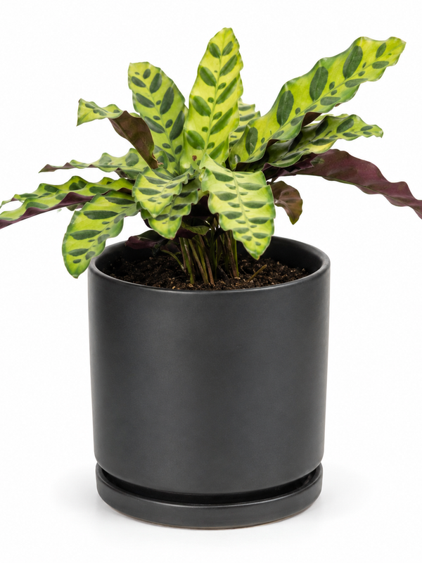 Sweetest Rattlesnake - Indoor Plant