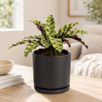 Sweetest Rattlesnake - Indoor Plant