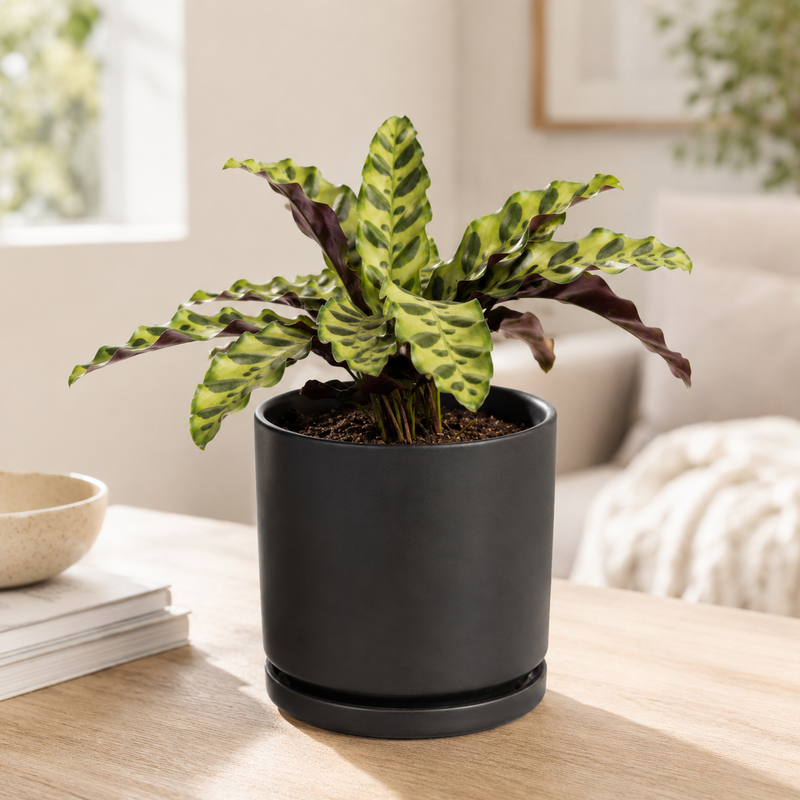 Sweetest Rattlesnake - Indoor Plant