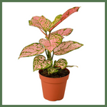 The Lady Valentine - Indoor Plant